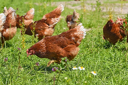 Foto aus der Fotogruppe 