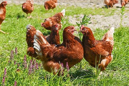 Foto aus der Fotogruppe 