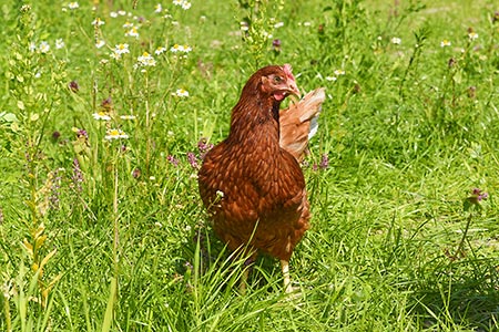 Foto aus der Fotogruppe 