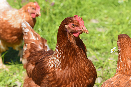 Foto aus der Fotogruppe 